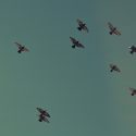 Banner pigeons