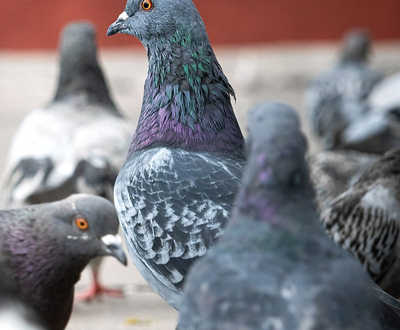 Pigeons 1 vertical