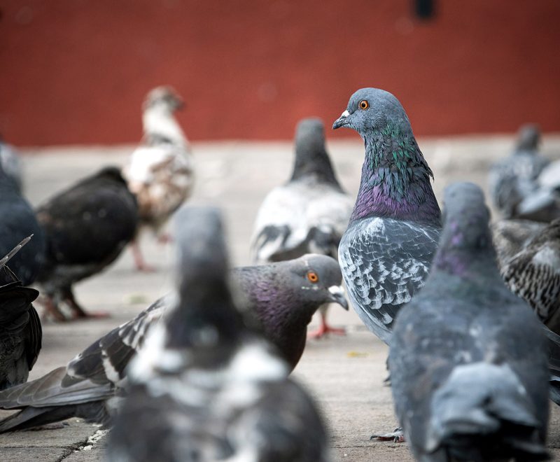 Pigeons 1